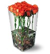 Square Vases of Roses