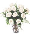 One dozen white roses