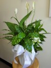 Peace Lily Floor Plant 999