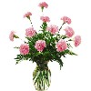 One Dozen Pink Carnations